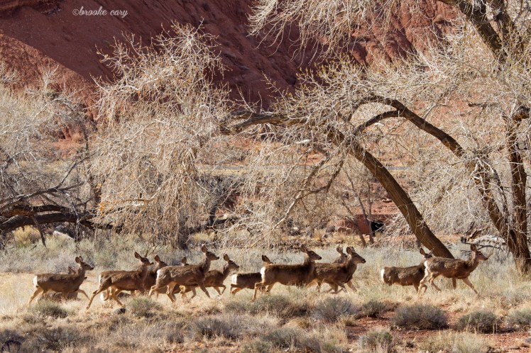 deer herd