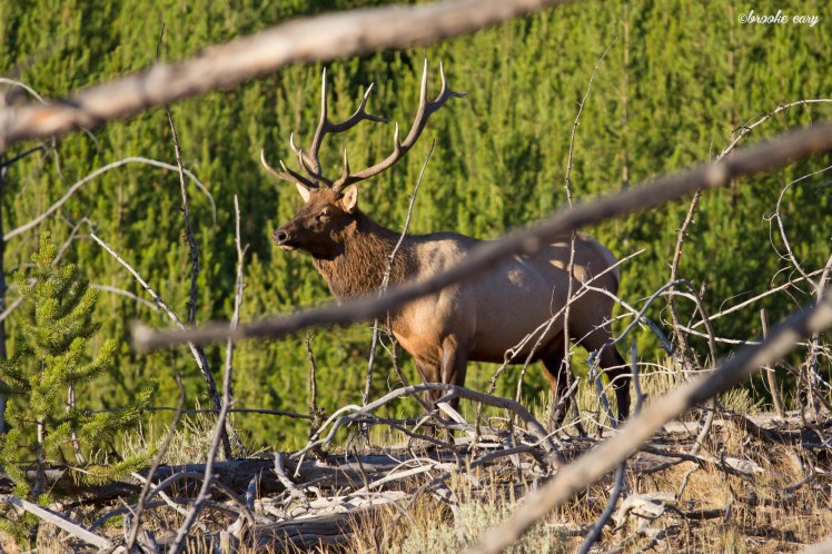 territorial elk