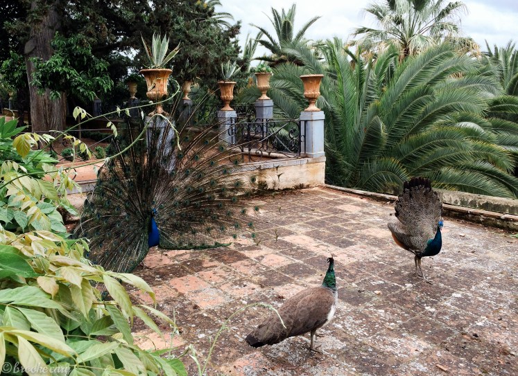 peacocks